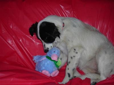 Dogs for Sale in AL