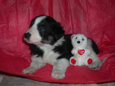 Border Collie Puppies for Sale