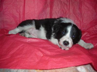 Border Collie Puppies for Sale