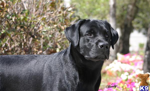 Stud Dogs - Labrador Retriever