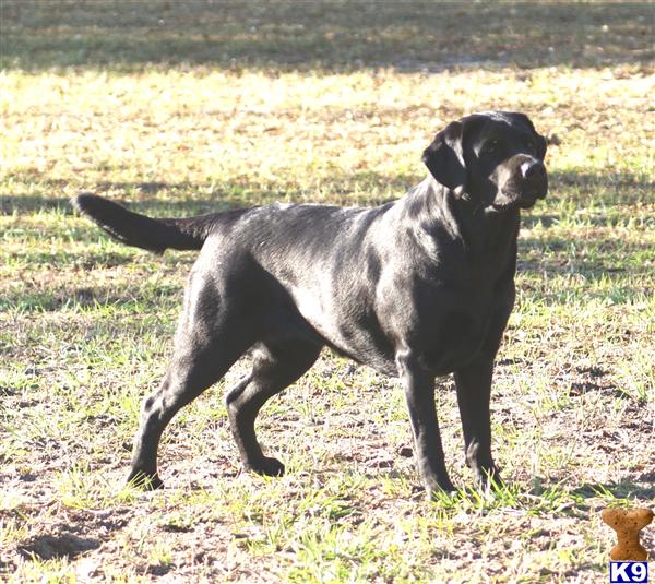 white lab puppies for sale in florida labrador retriever for sale florida white lab puppies for sale in florida labrador retriever for sale florida