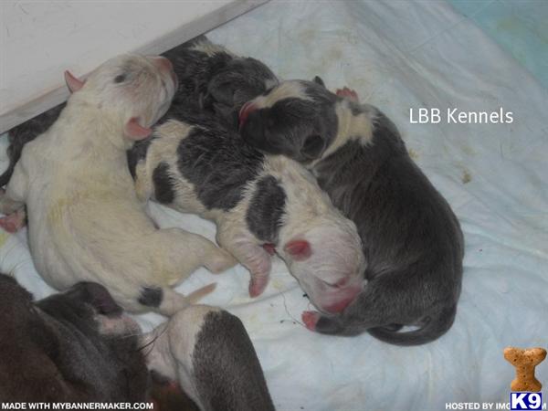 Puppies in Fresno