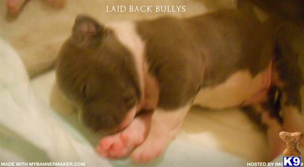 Puppies in Fresno
