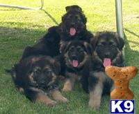 Puppies in Long beach