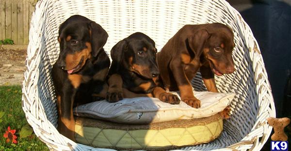 Puppies in Anderson