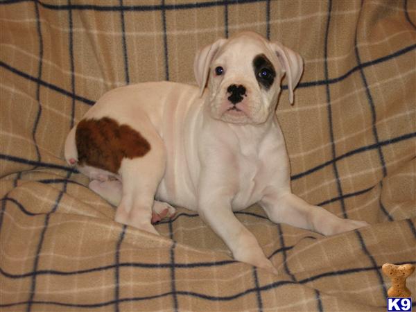 Puppies in OK