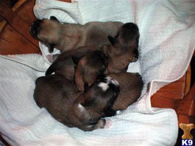 Lhasa Apso Puppies for Sale