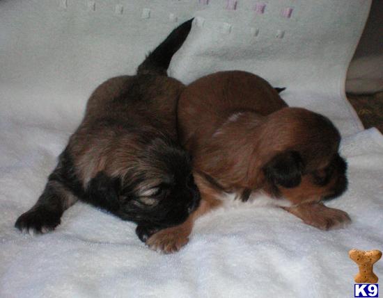 Lhasa Apso Puppies
