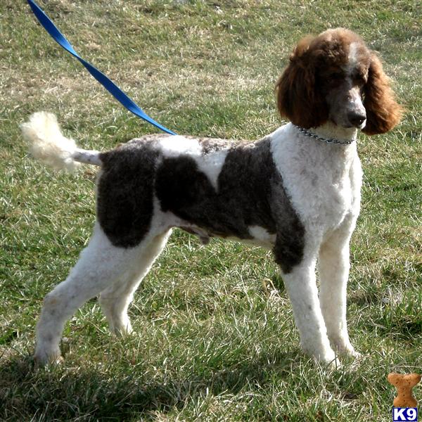 Stud Dogs in PA