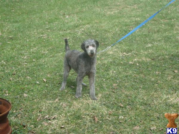 Dogs for Sale in PA