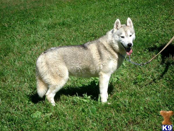 Dogs for Sale in PA