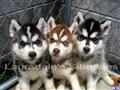Siberian Husky