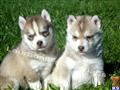 Siberian Husky