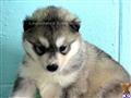 Siberian Husky