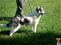 Siberian Husky