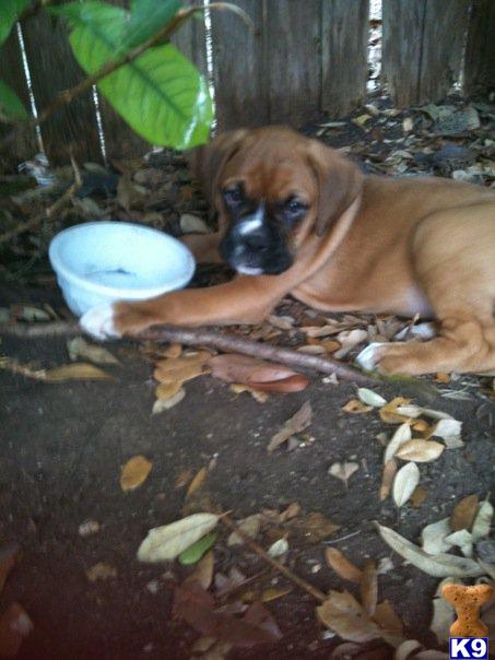Boxer Puppies in TX