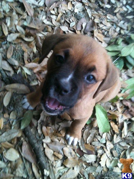 Boxer Puppies in TX