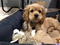 Cocker Spaniel
