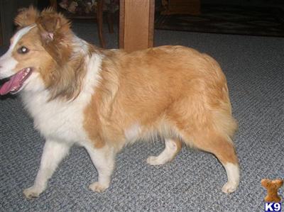 Shetland Sheepdog Puppies for Sale
