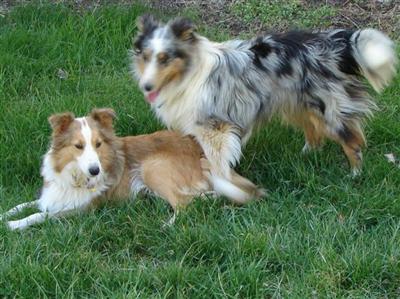 Stud Dogs - Shetland Sheepdog
