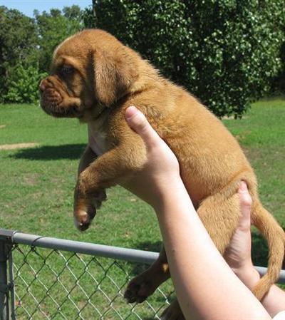Puppies for Sale