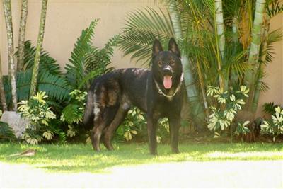 Dogs - German Shepherd