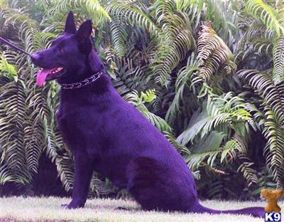 Dogs - German Shepherd
