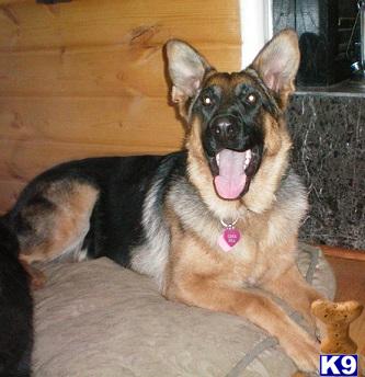 German Shepherd Puppies in CA