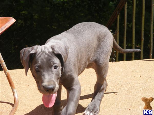 Puppies in Knoxville