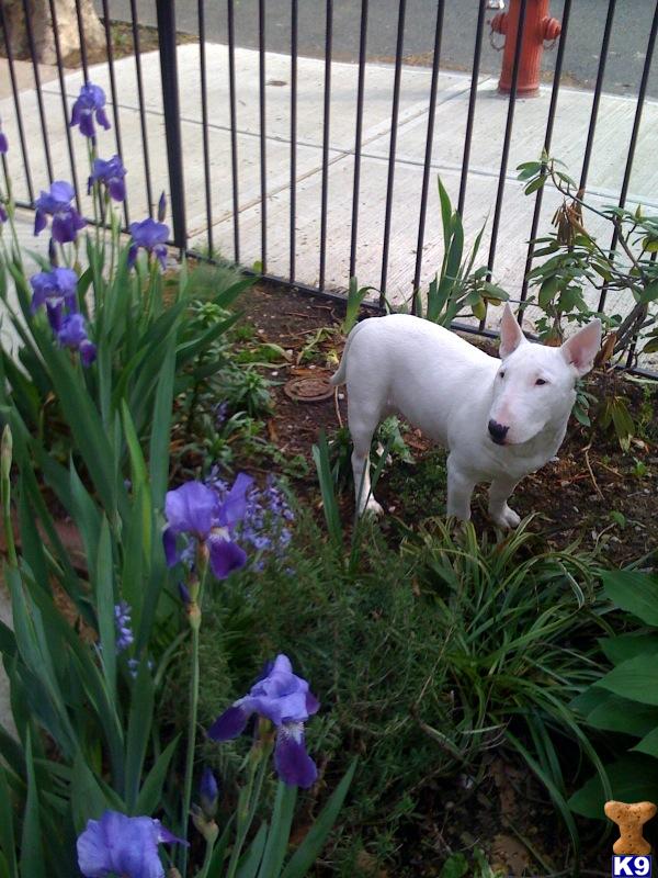 Stud Dogs - Bull Terrier
