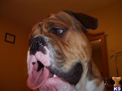 Stud Dogs - Old English Bulldog