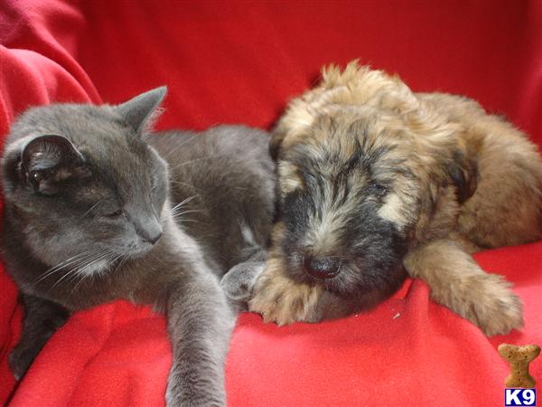 wheaten terrier puppies. wheaten terrier puppies.