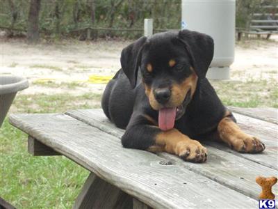 Rottweiler Puppies in FL