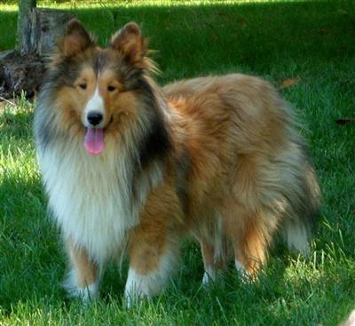 Stud Dogs - Shetland Sheepdog