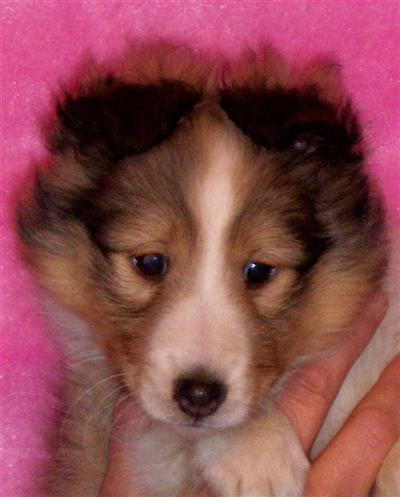 Shetland Sheepdog Puppies for Sale
