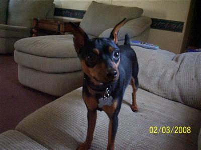 Stud Dogs - Miniature Pinscher