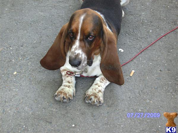 Stud Dogs - Basset Hound