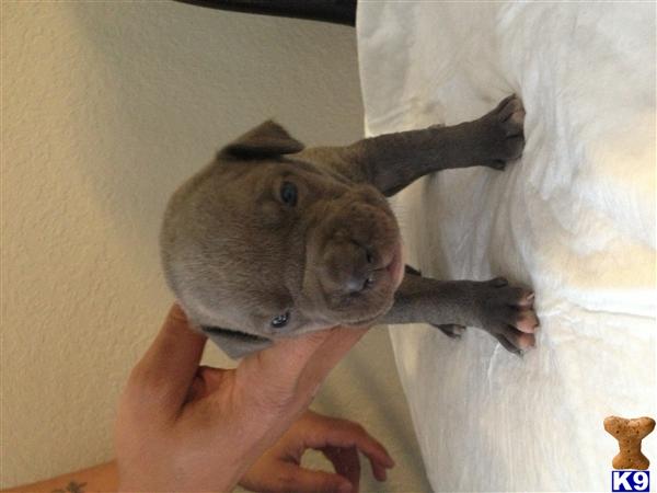 American Pit Bull Puppies in VA