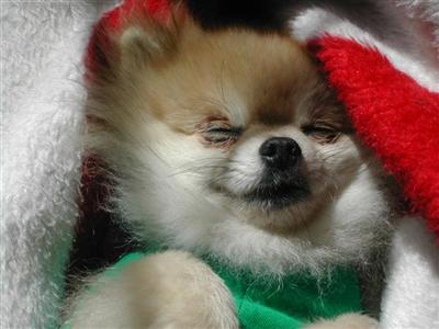 Stud Dogs - Pomeranian
