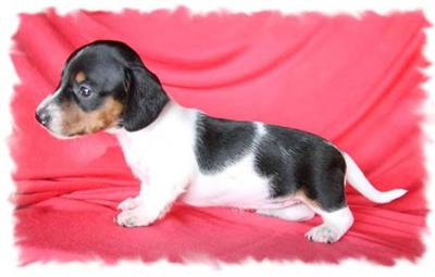 Dachshund Puppies in FL