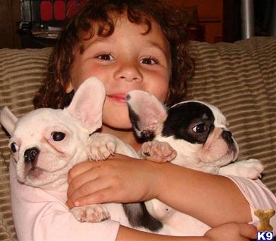 French Bulldog Puppies for Sale