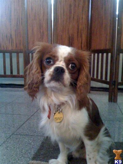 Stud Dogs - Cavalier King Charles Spaniel