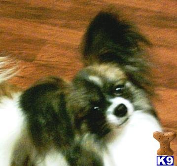 Papillon Puppies