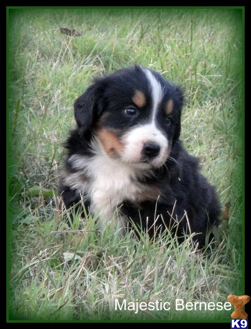 Puppies in Hesperia