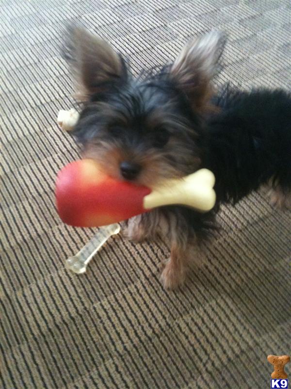 Dogs for Sale in ME
