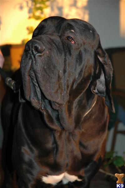 Fila Brasileiro Puppies for Sale