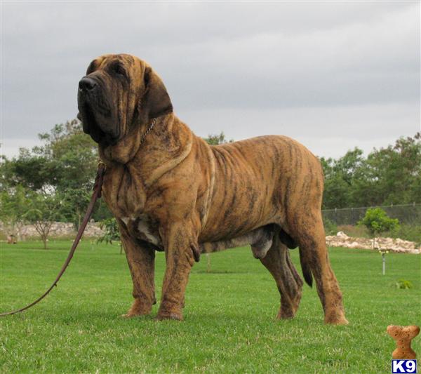 http://www.k9stud.com/images/Lionsden/Lionsden_A2010521161253.jpg