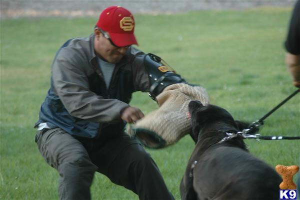 Puppies in San fernando