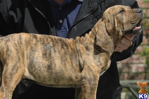 Puppies in San fernando