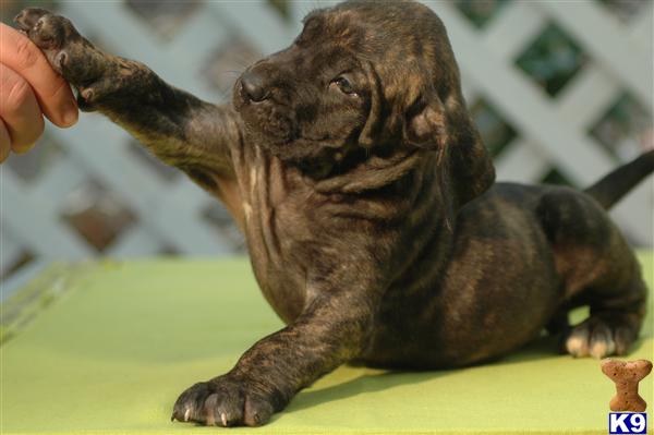 Puppies in San fernando